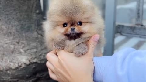 Cute white miniteacup Pomeranian puppy