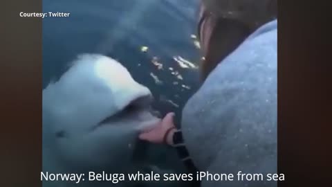 Beluga dolphin saves iphone