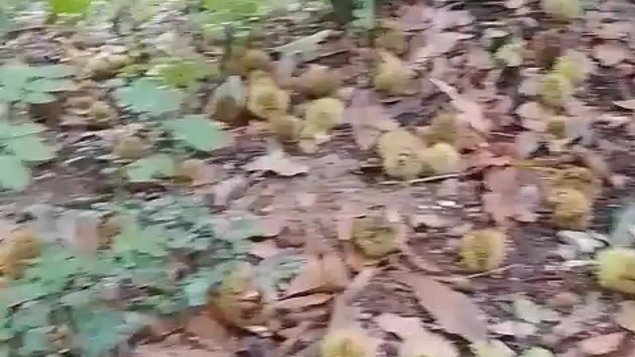 Chestnuts in season!