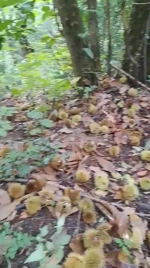 Chestnuts in season!