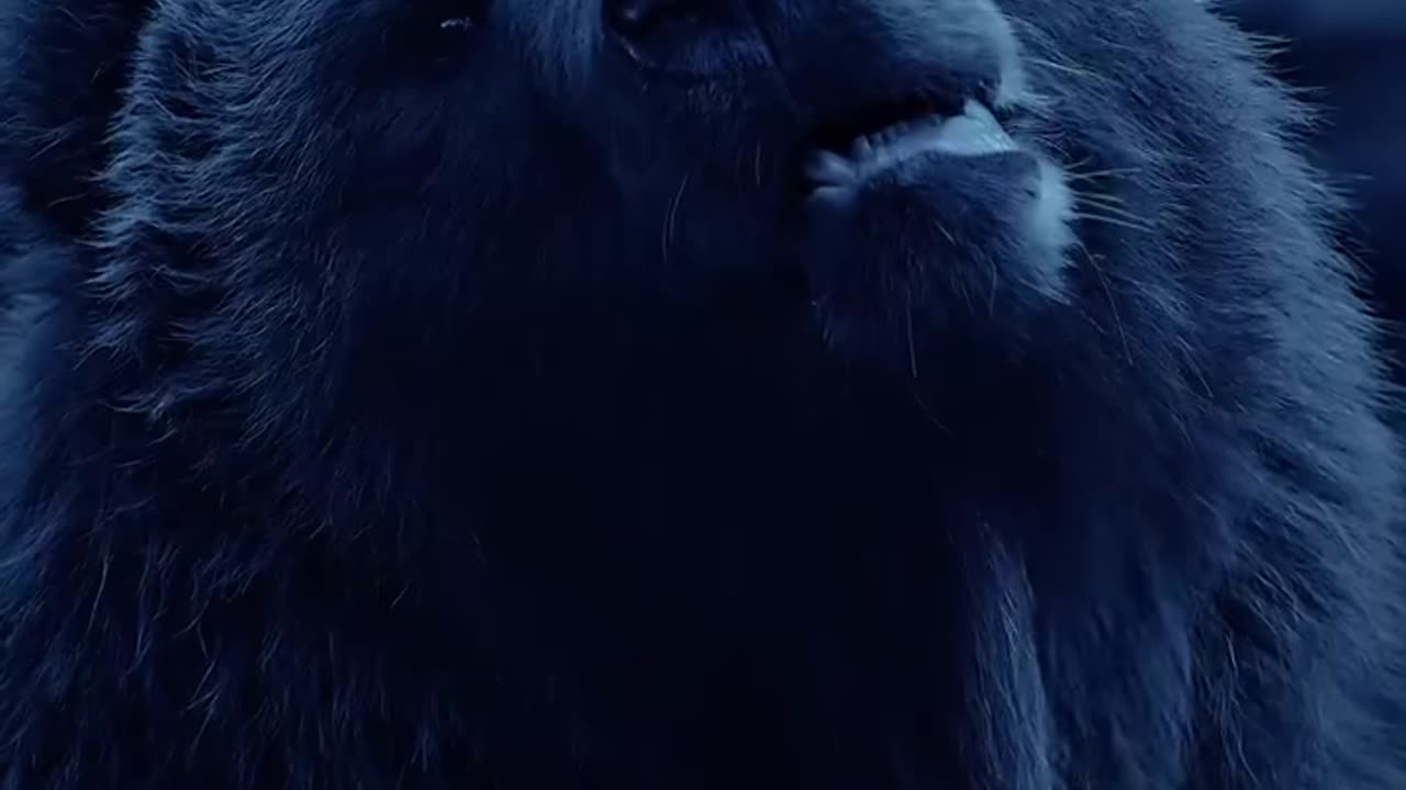 which Animal in serving up the fiercest look.