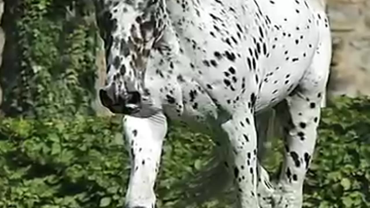 The best types of horses