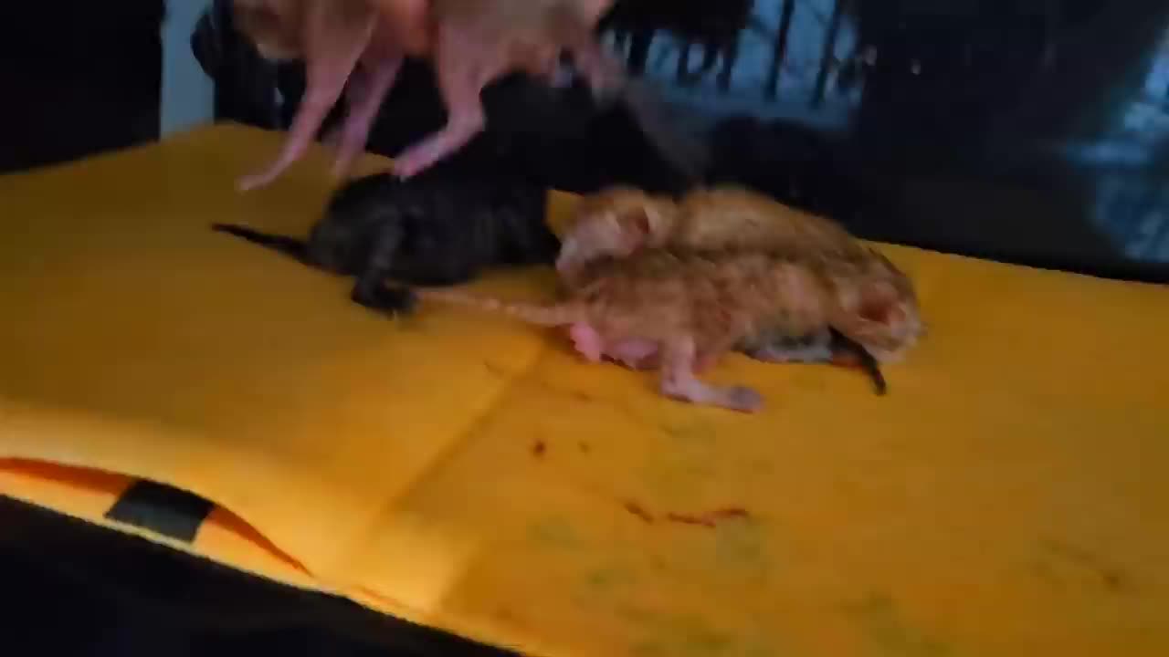 Rescue poor stray mother cat and her newborn kittens from difficult situation_ Episode 3