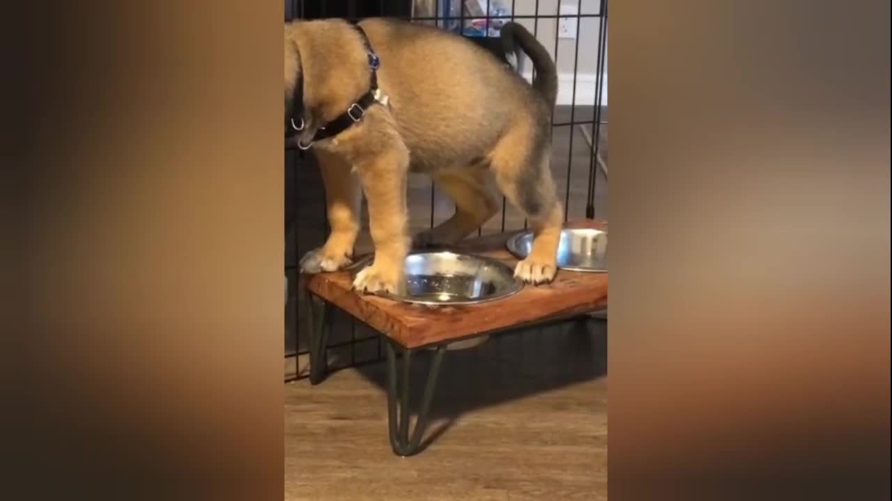 A dog urinates in a bowl