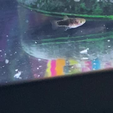 The fry nursery has its first baby