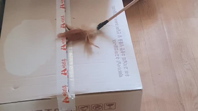 Cute kitty is playing in the box