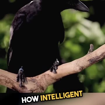 The Miracle of God's Creation -- Crows are even smarter than we thought