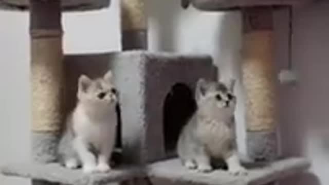 Cute Kitten Collection # Kitten # Shorts # Funny Video