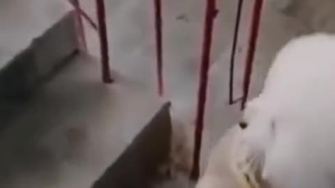 Funny Cute Dogs Climb