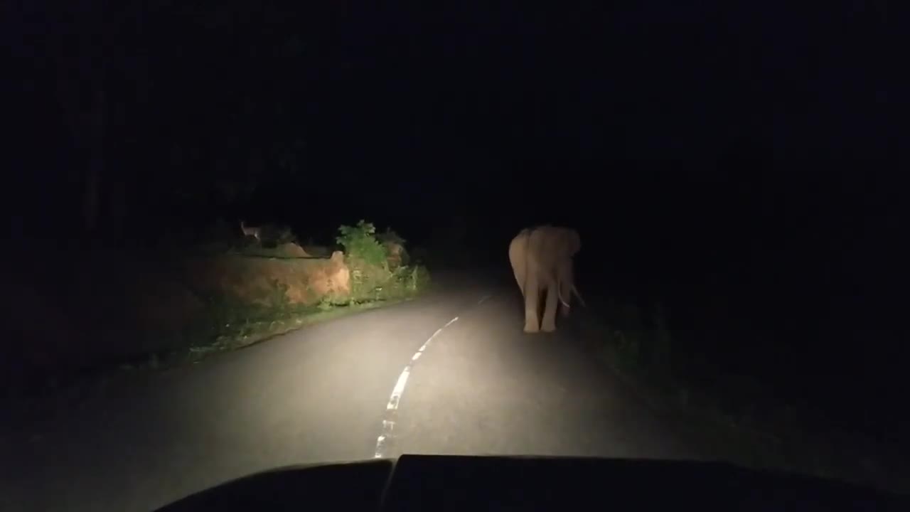 Elephant attack at night