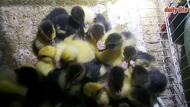 love and care for ducklings | daily life vlog