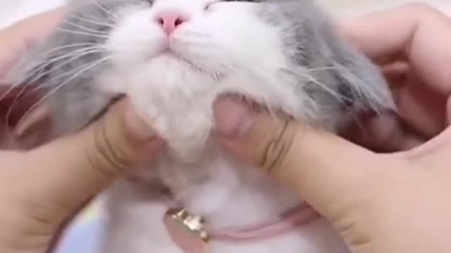 Baby Cats - Cute and Funny Baby Cat Videos Compilation