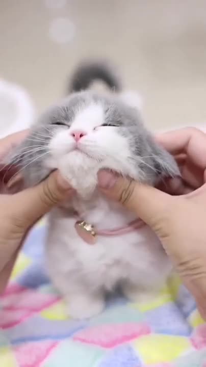 Baby Cats - Cute and Funny Baby Cat Videos Compilation