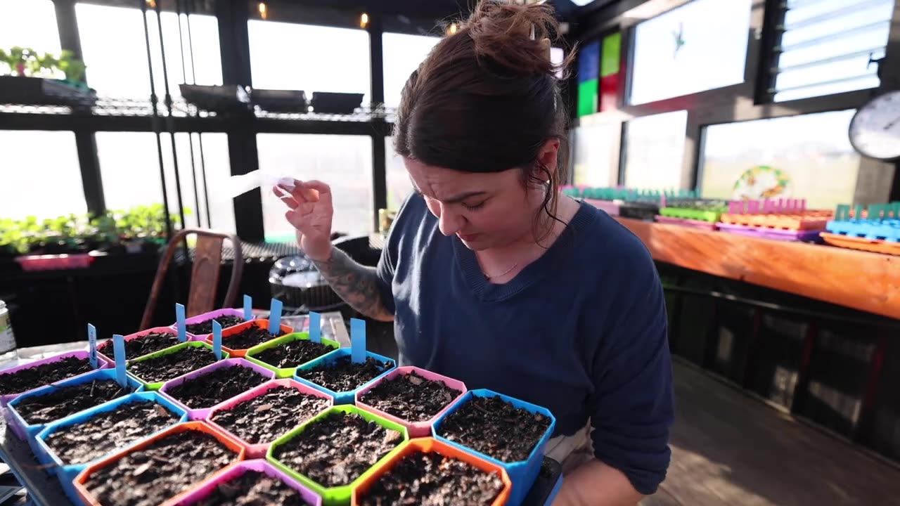 Mirror| Roots and Refuge Farm|Making My Own Seed Bank (A world with GMO Tomatoes)