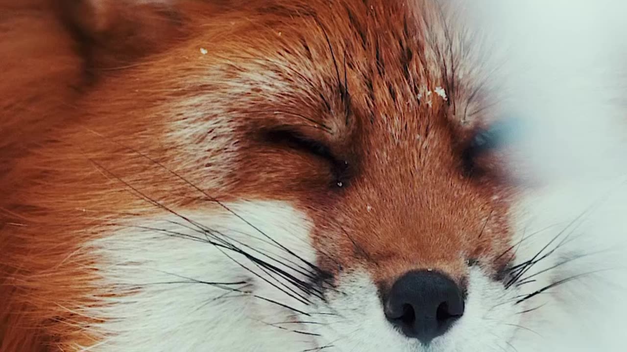Wildlife creatures
