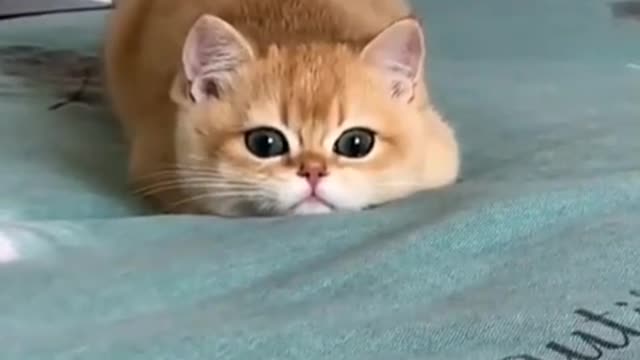 Cute kitten puppy playing. Very lovely charming