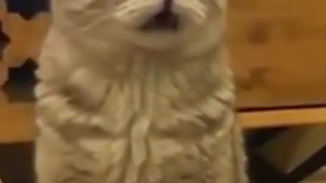 Best Funny Cat Videos 😹 Cute Cats Moments 2021