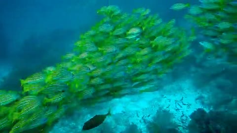 Beautiful Fish In Sea