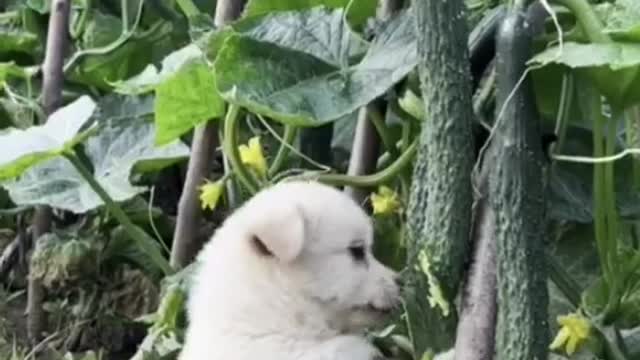 Melon thief
