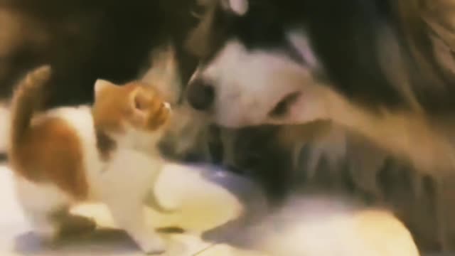 Relax with Lovely funny puppies