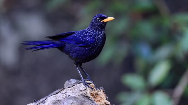 Violet whistling thrush