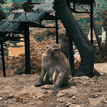 Monkey monkey ll Epic Fail ll