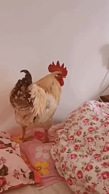 Organic Alarm Clock #funnyshorts #funny_clips