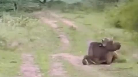 wildlief animal