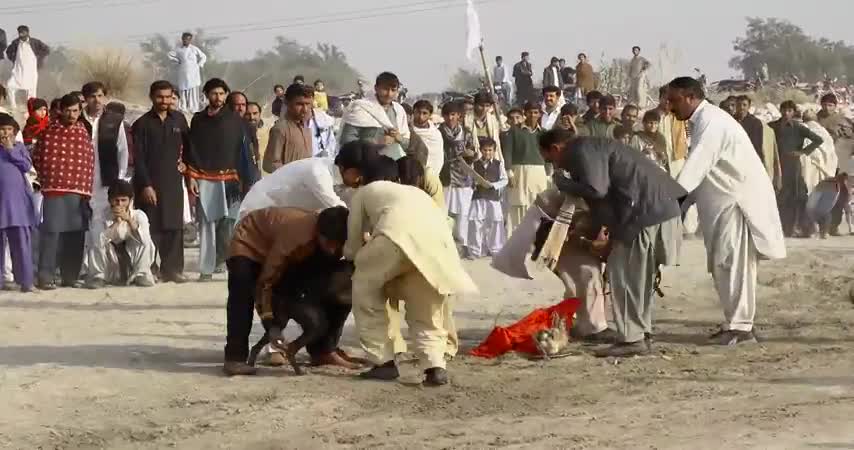 LATEST PAKISTAN DOG RACE WITH AMZING SLOWMO REPLAY ACTION 2021
