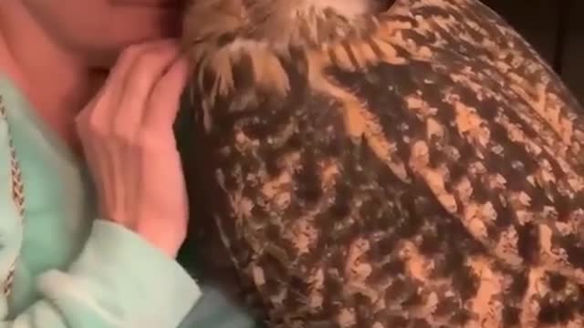 So Cute Big Owl - Cute Moment