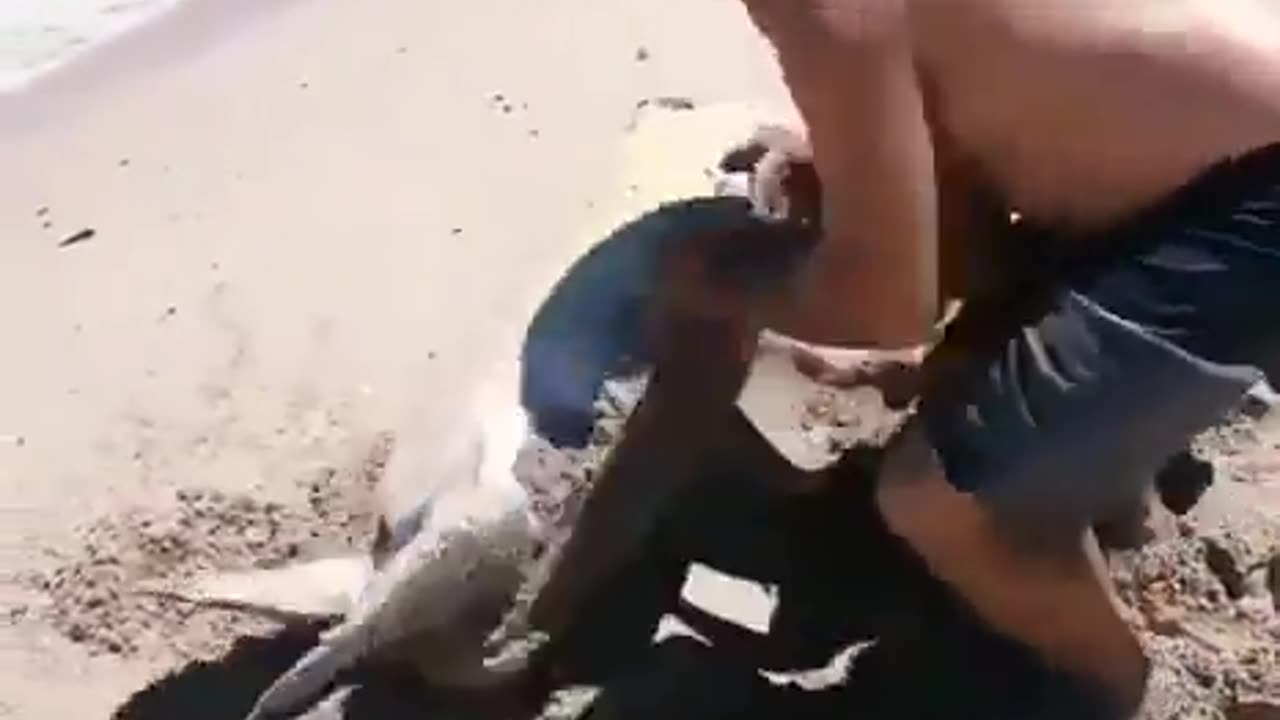 A turtle that was stuck gets help from humans