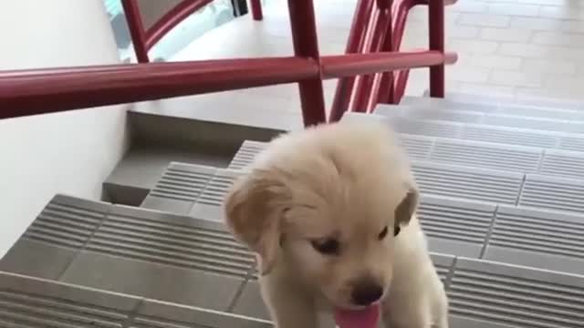 Slapping a dog in the face with a tree branch Warning