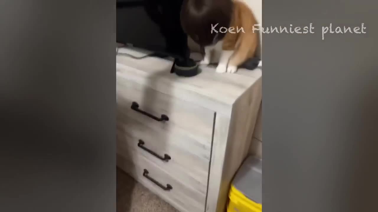 funny video cat and dogs