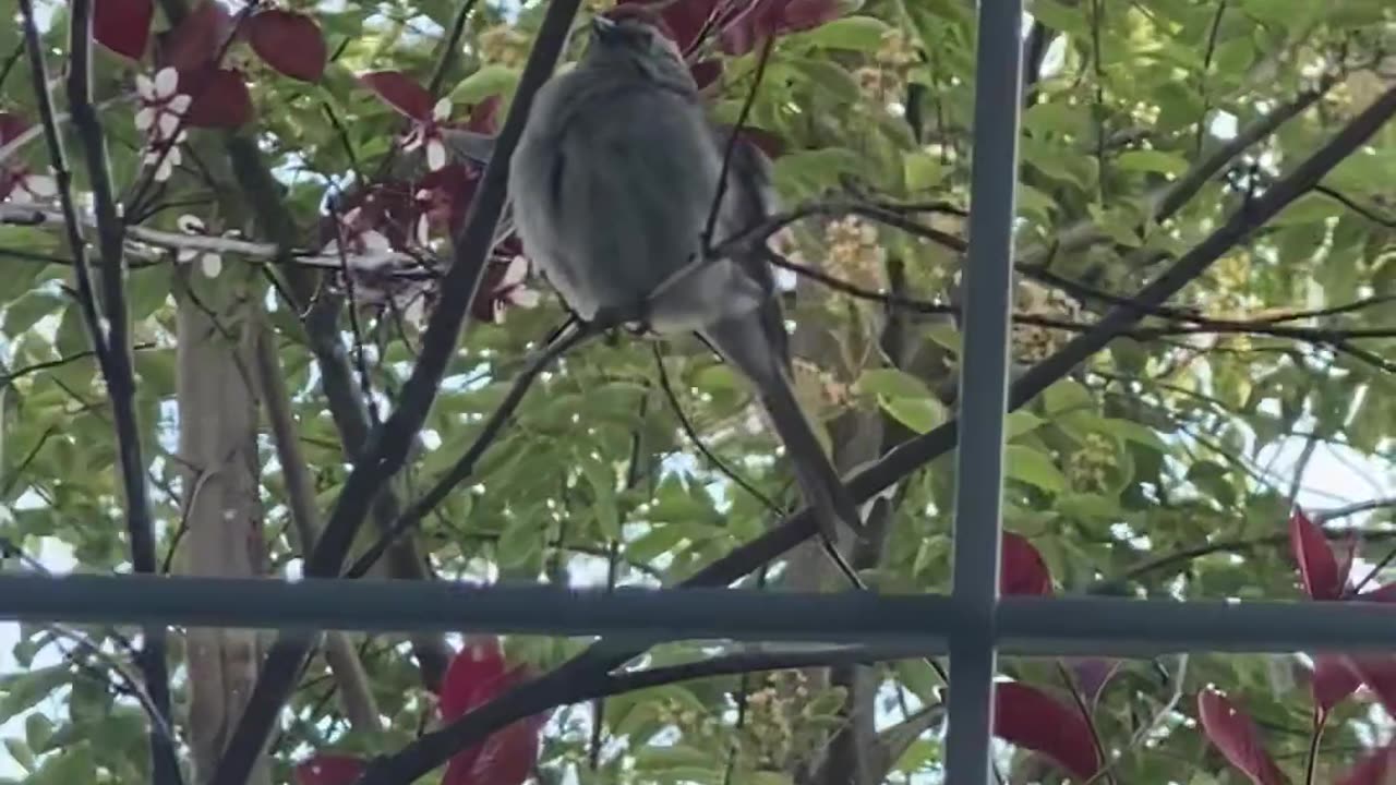 Bird from the window