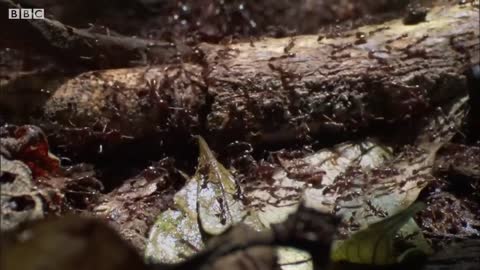 5 Reasons Ants Are Amazing | BBC Earth