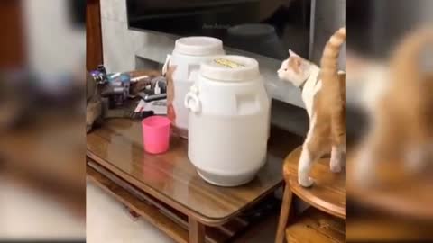 cat opening lid