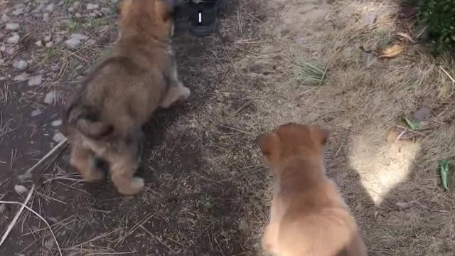 Cute puppy running around people.