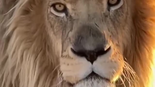 His face was scarred enough to show the Lion's blood