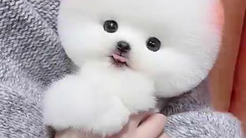 Cute Doggy