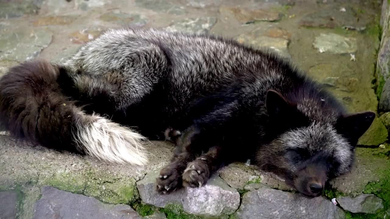 Arctic fox sleeping in zoo