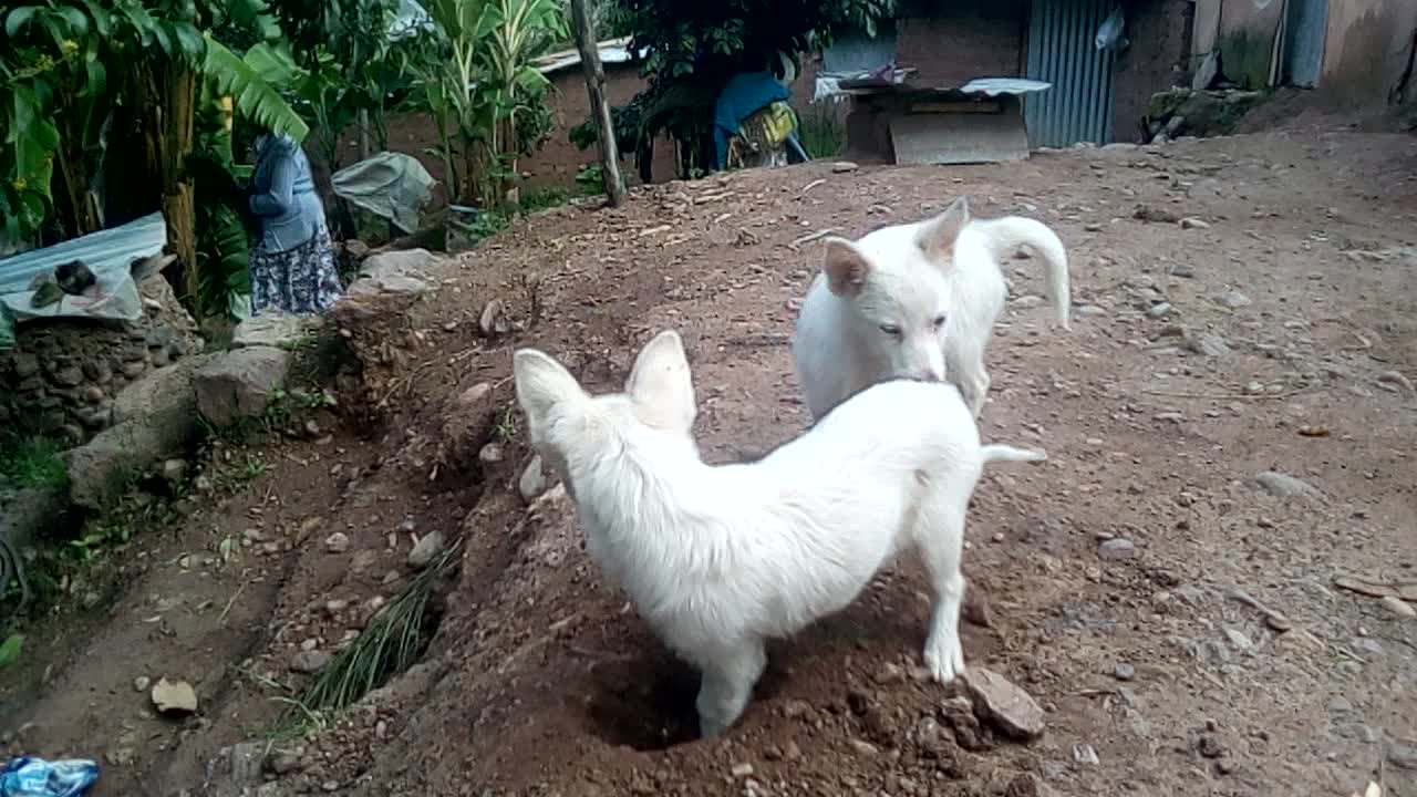 Perritos jugando