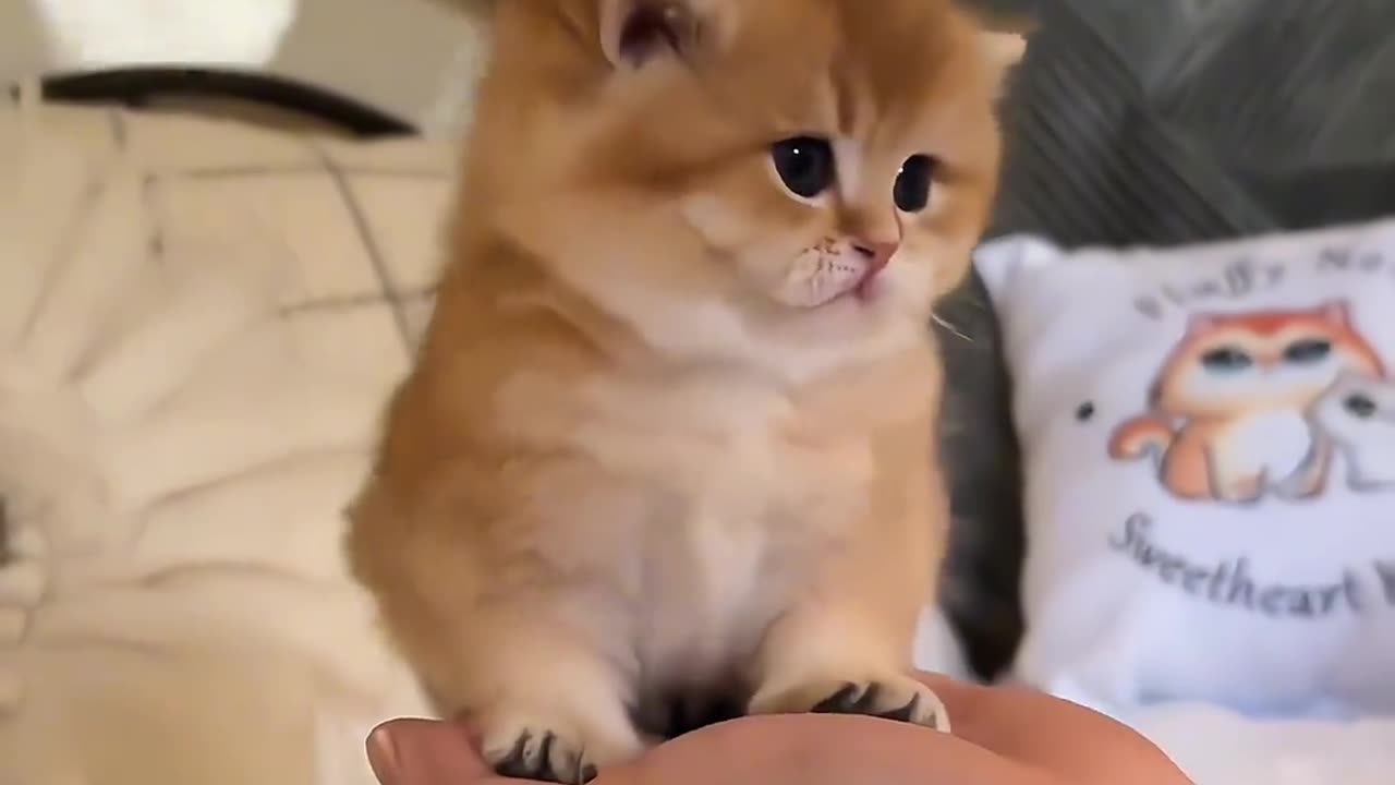 Cute cats