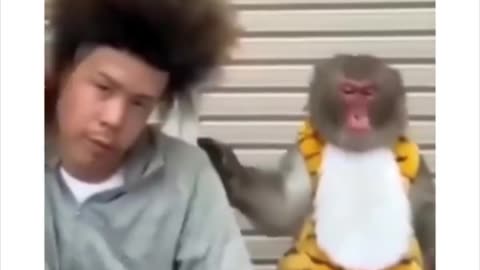 Funny Monkey