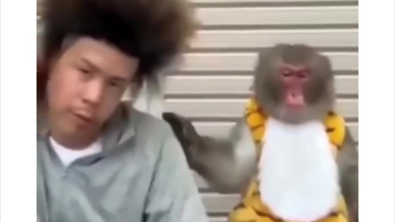 Funny Monkey