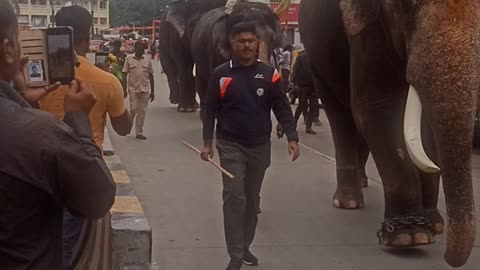 Elephants in India 🇮🇳, mysore