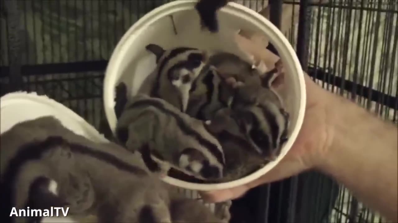 SUGAR GLIDERS Flying - Funny & Cute Compilation