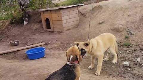 Dog Bob and Mailo
