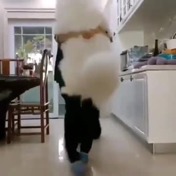 Dachshund desperately wants to befriend kitty cat Dachshund desperately wants to befriend bear