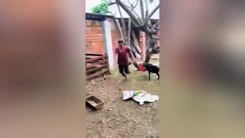 Funny DOGS and CATS Videos 2024