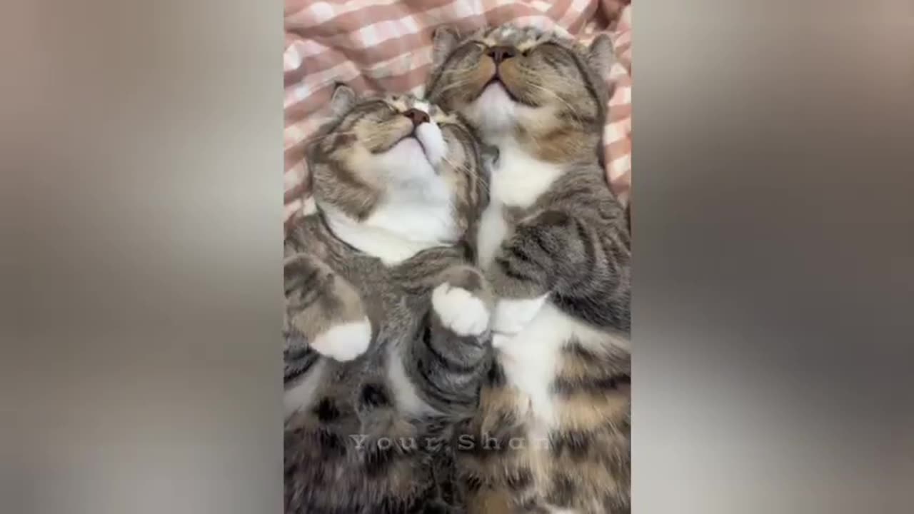 16 minutes of adorable cats and kittens videos to keep you smiling